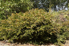 Flemingia strobilifera